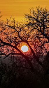 Preview wallpaper tree, sun, sunrise, nature, landscape