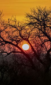 Preview wallpaper tree, sun, sunrise, nature, landscape