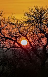 Preview wallpaper tree, sun, sunrise, nature, landscape
