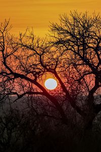 Preview wallpaper tree, sun, sunrise, nature, landscape