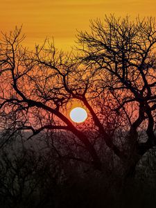 Preview wallpaper tree, sun, sunrise, nature, landscape