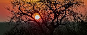 Preview wallpaper tree, sun, sunrise, nature, landscape