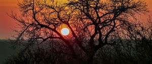 Preview wallpaper tree, sun, sunrise, nature, landscape