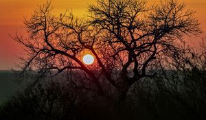 Preview wallpaper tree, sun, sunrise, nature, landscape