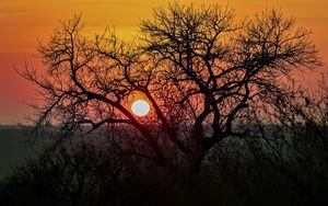 Preview wallpaper tree, sun, sunrise, nature, landscape