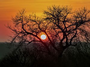 Preview wallpaper tree, sun, sunrise, nature, landscape