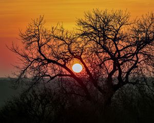 Preview wallpaper tree, sun, sunrise, nature, landscape