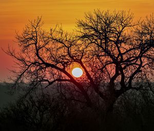 Preview wallpaper tree, sun, sunrise, nature, landscape