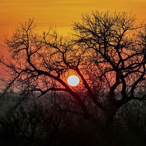 Preview wallpaper tree, sun, sunrise, nature, landscape