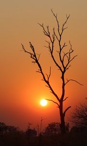 Preview wallpaper tree, sun, sunset, evening, africa, savanna