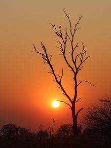 Preview wallpaper tree, sun, sunset, evening, africa, savanna