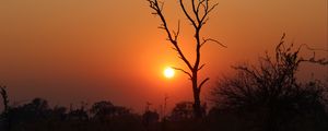 Preview wallpaper tree, sun, sunset, evening, africa, savanna