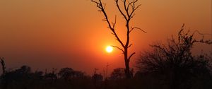 Preview wallpaper tree, sun, sunset, evening, africa, savanna