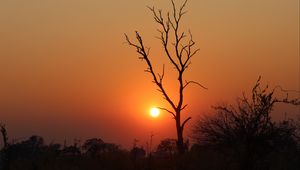 Preview wallpaper tree, sun, sunset, evening, africa, savanna