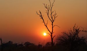 Preview wallpaper tree, sun, sunset, evening, africa, savanna