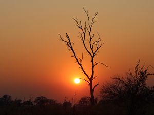 Preview wallpaper tree, sun, sunset, evening, africa, savanna