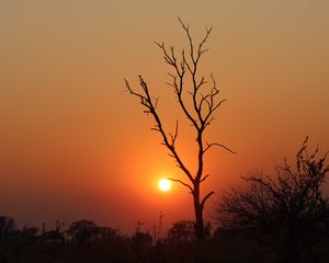 Preview wallpaper tree, sun, sunset, evening, africa, savanna