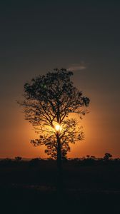 Preview wallpaper tree, sun, sunset, twilight, dark