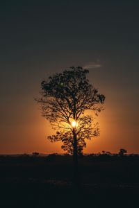 Preview wallpaper tree, sun, sunset, twilight, dark