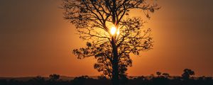 Preview wallpaper tree, sun, sunset, twilight, dark