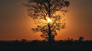 Preview wallpaper tree, sun, sunset, twilight, dark