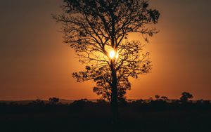 Preview wallpaper tree, sun, sunset, twilight, dark