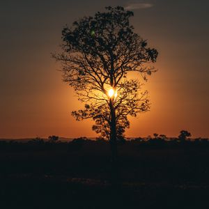 Preview wallpaper tree, sun, sunset, twilight, dark