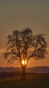 Preview wallpaper tree, sun, sunset, bushes