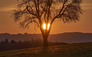 Preview wallpaper tree, sun, sunset, bushes