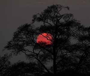 Preview wallpaper tree, sun, sunset, dusk, dark, nature