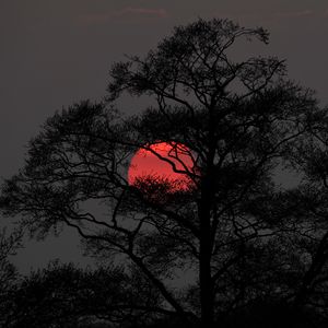 Preview wallpaper tree, sun, sunset, dusk, dark, nature