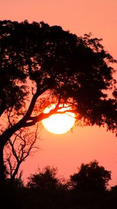 Preview wallpaper tree, sun, sunset, dark