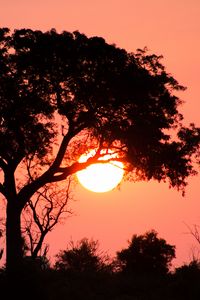 Preview wallpaper tree, sun, sunset, dark