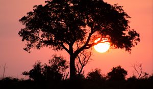 Preview wallpaper tree, sun, sunset, dark