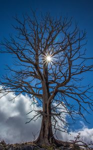 Preview wallpaper tree, sunlight, branches, clouds