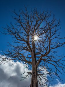 Preview wallpaper tree, sunlight, branches, clouds