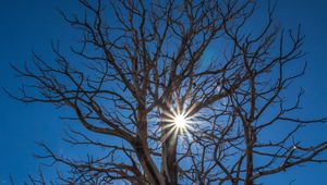 Preview wallpaper tree, sunlight, branches, clouds