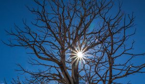 Preview wallpaper tree, sunlight, branches, clouds