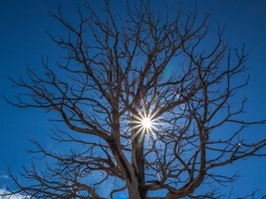 Preview wallpaper tree, sunlight, branches, clouds