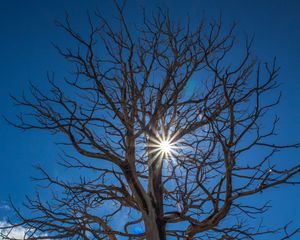 Preview wallpaper tree, sunlight, branches, clouds