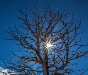 Preview wallpaper tree, sunlight, branches, clouds