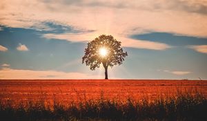 Preview wallpaper tree, sunlight, horizon, sky, grass