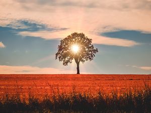 Preview wallpaper tree, sunlight, horizon, sky, grass