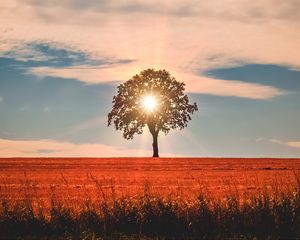 Preview wallpaper tree, sunlight, horizon, sky, grass