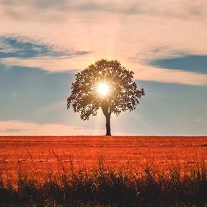 Preview wallpaper tree, sunlight, horizon, sky, grass