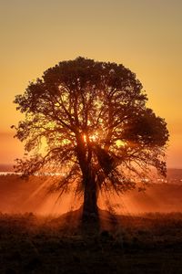 Preview wallpaper tree, sunlight, rays, sunset
