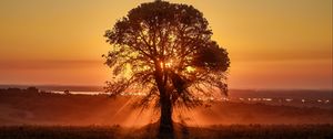 Preview wallpaper tree, sunlight, rays, sunset