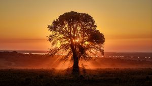 Preview wallpaper tree, sunlight, rays, sunset