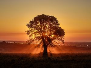 Preview wallpaper tree, sunlight, rays, sunset