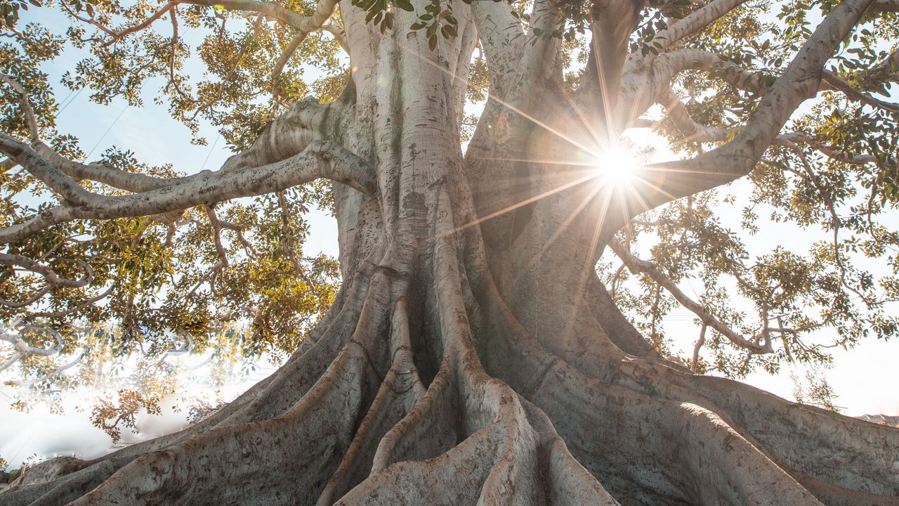 Wallpaper tree, sunlight, roots, giant